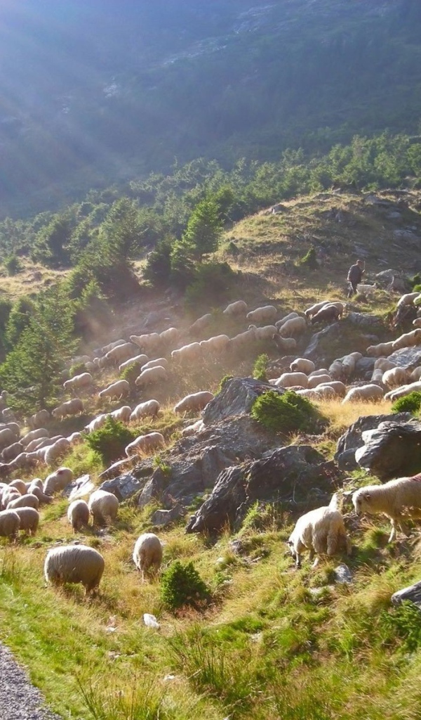 Стадо овец переходит дорогу