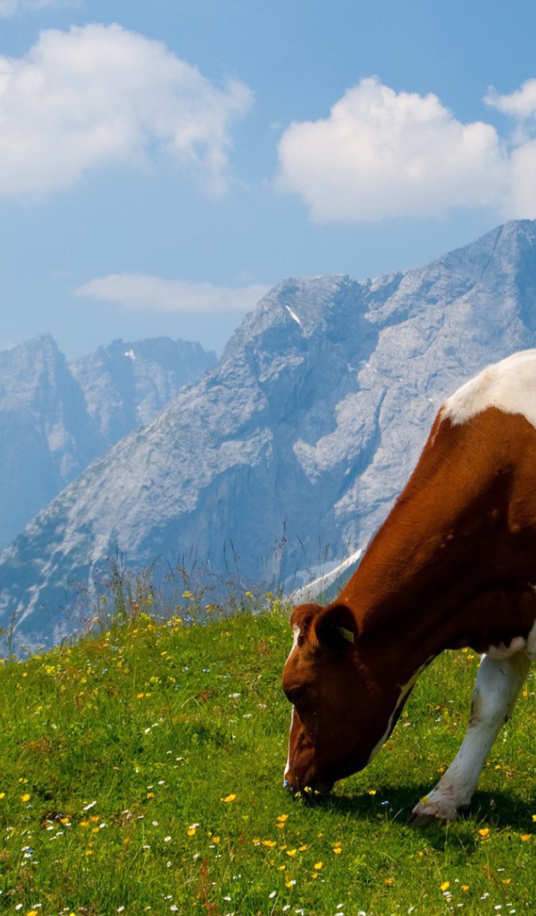 Корова на альпийском поле