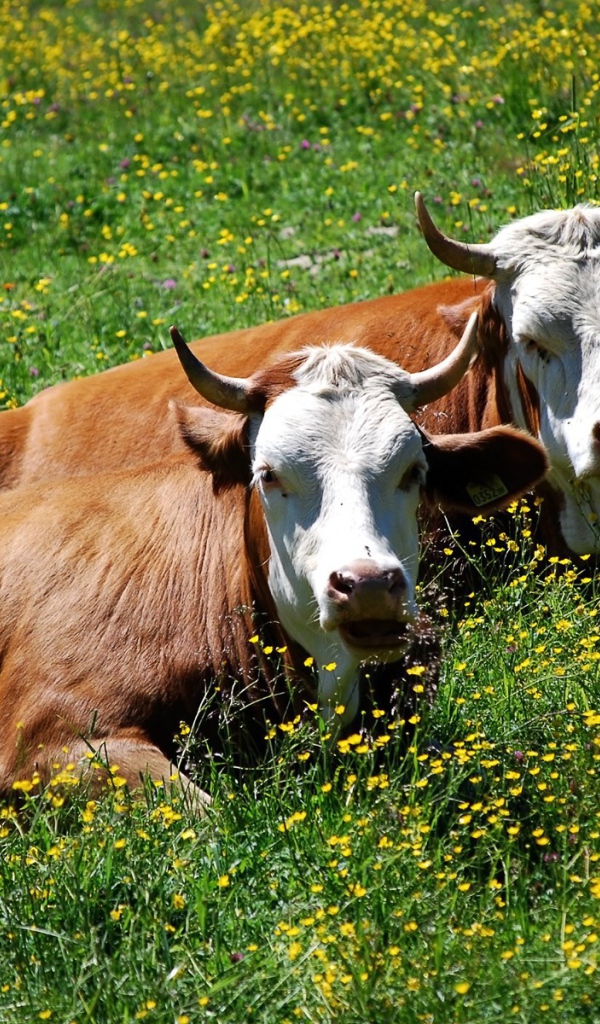 Коровы лежат в траве
