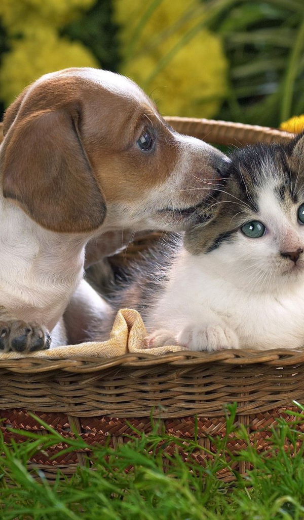 Щенок и котенок в одной корзине