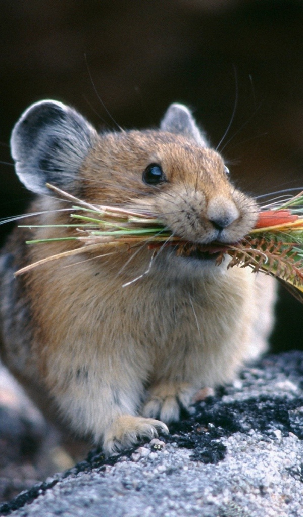 Хомяк с травой