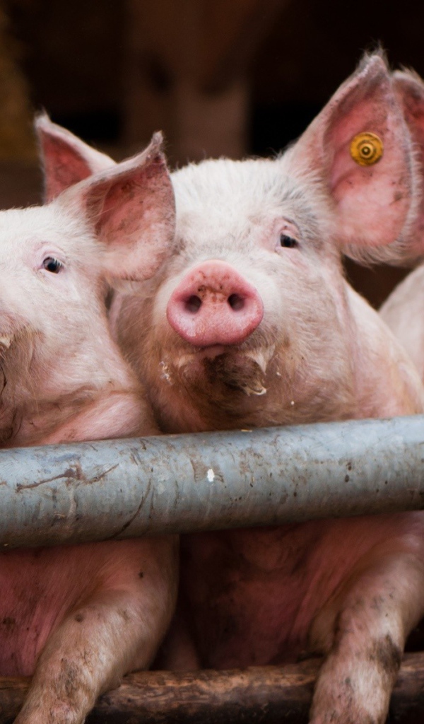 Свиньи позируют фотографу