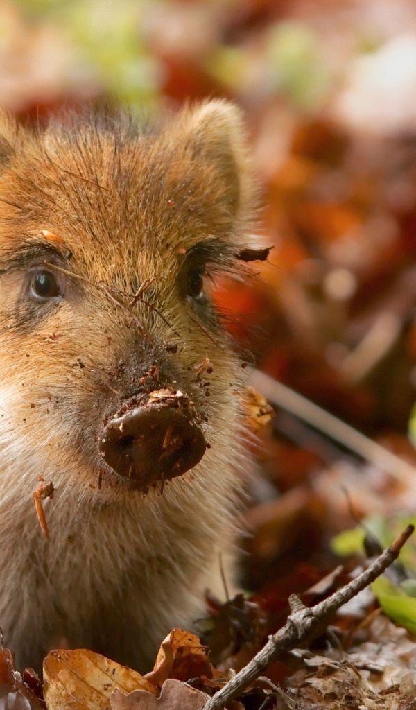 Маленький дикий поросенок