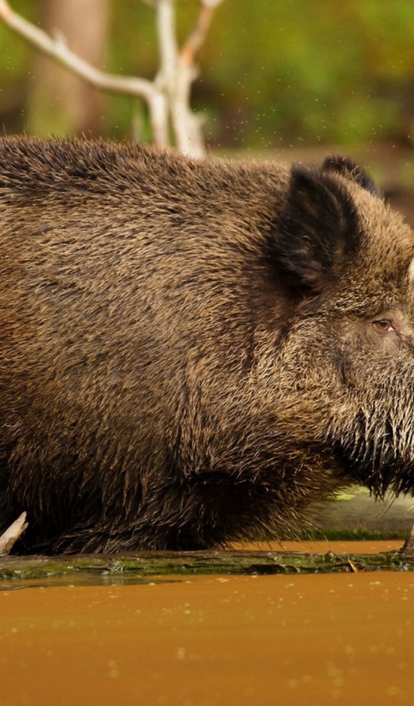 Кабан в болоте