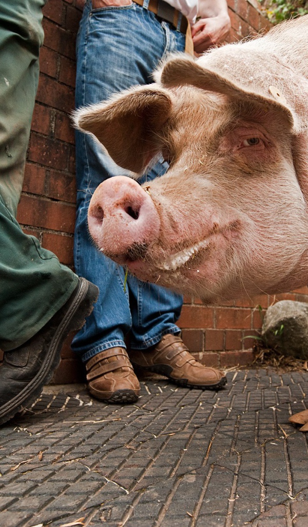 Свинья на улице города