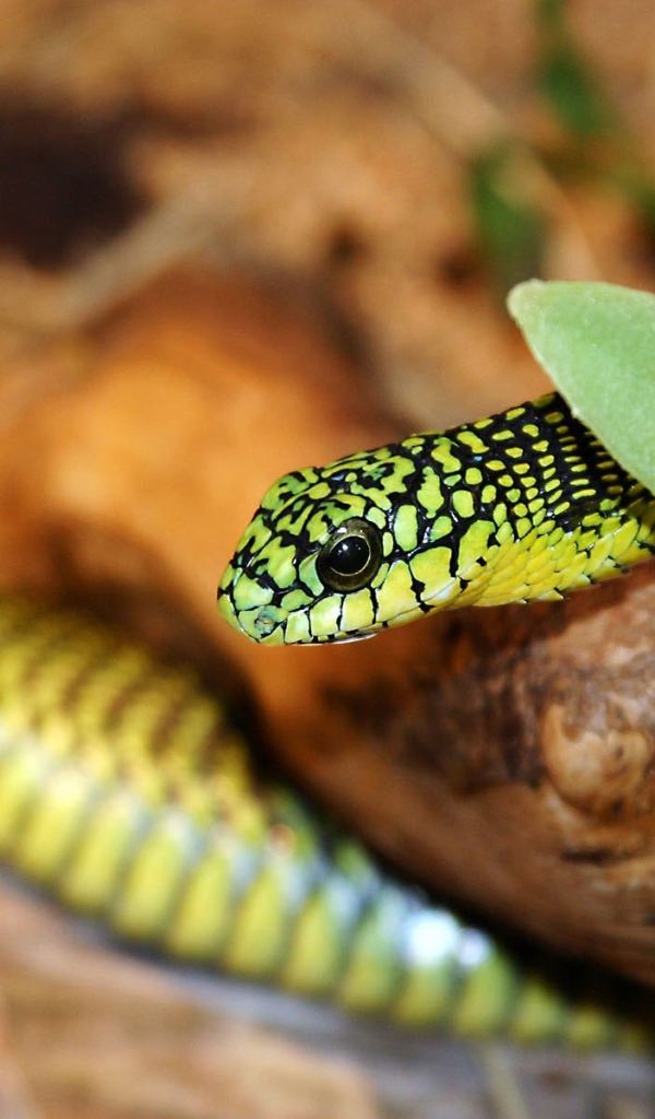 Зеленая змея