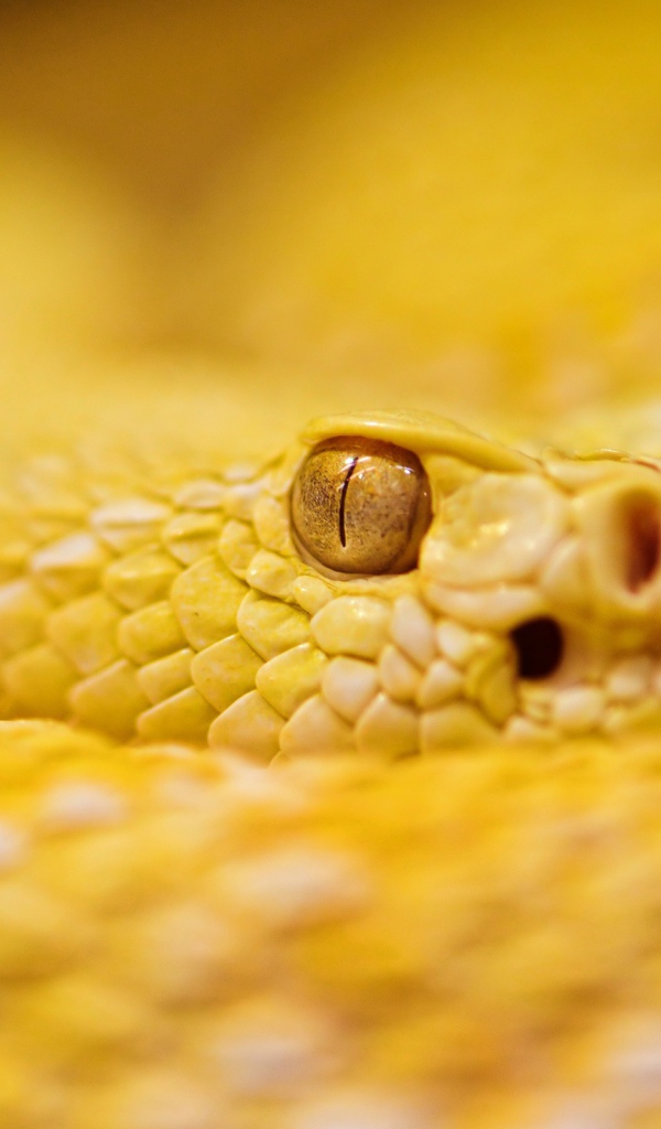 Гремучая змея альбинос