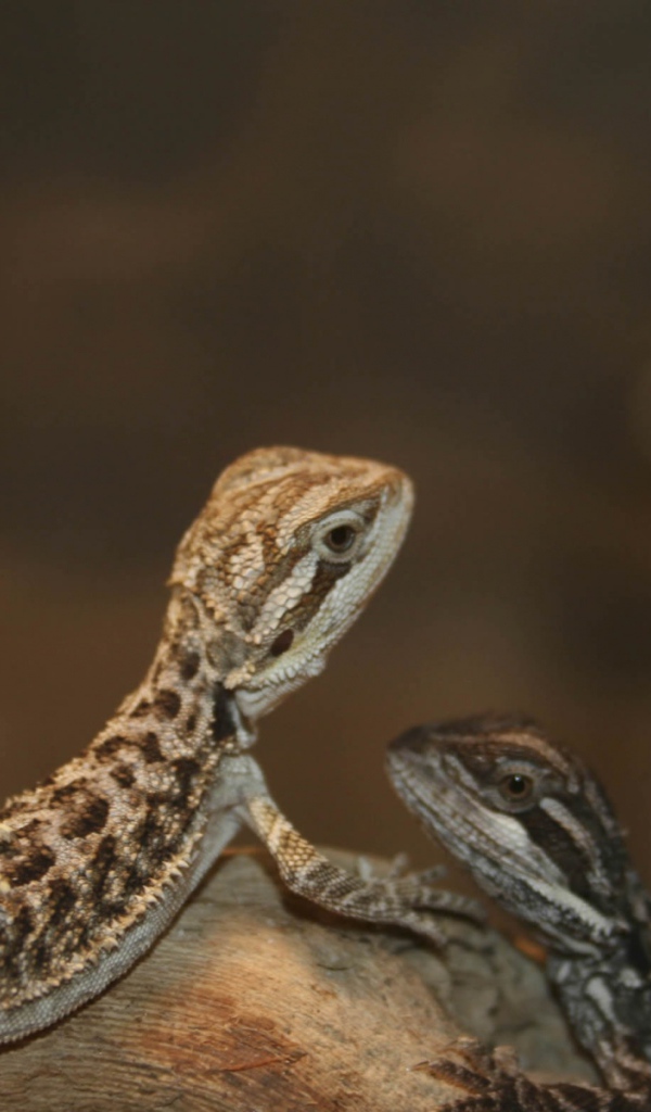 Бородатый дракон