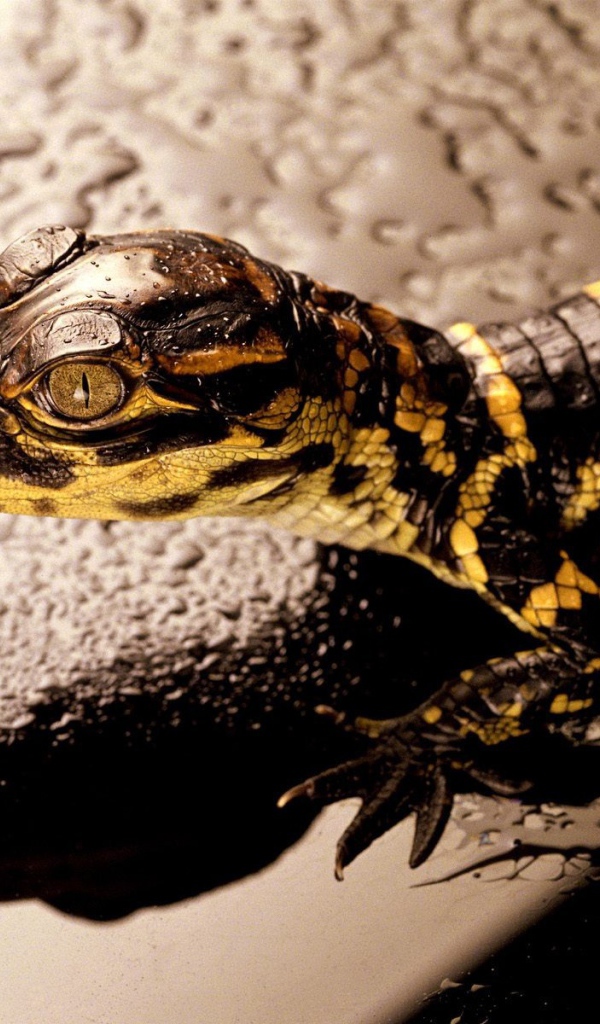 Коричневая ящерица