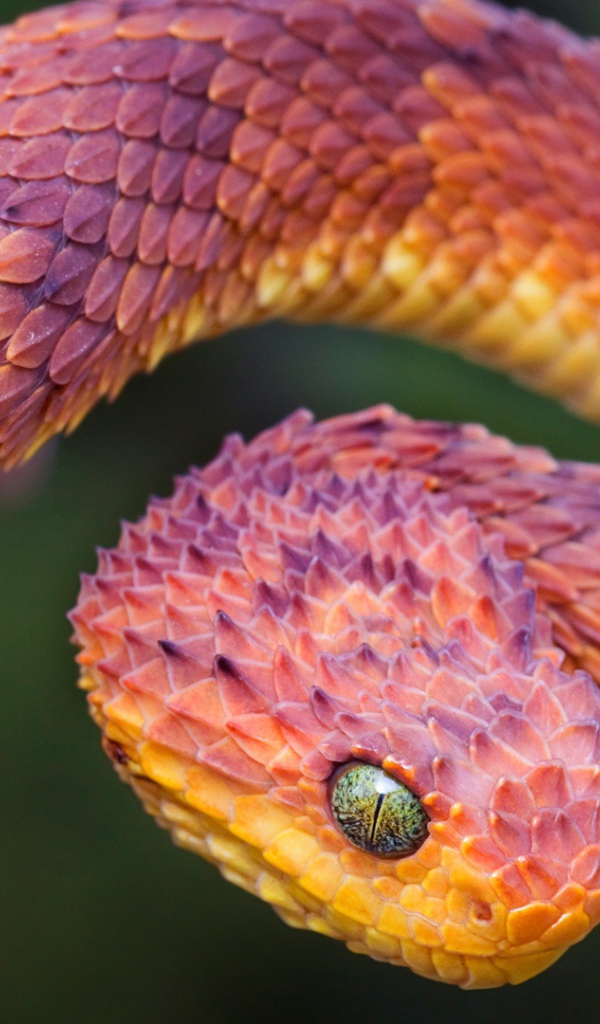 Пустынная гадюка