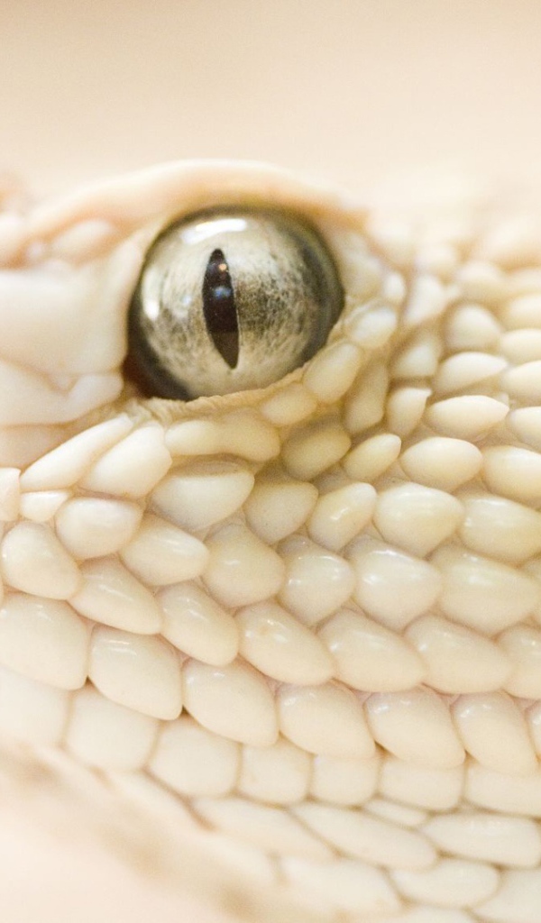 Опасная змея 