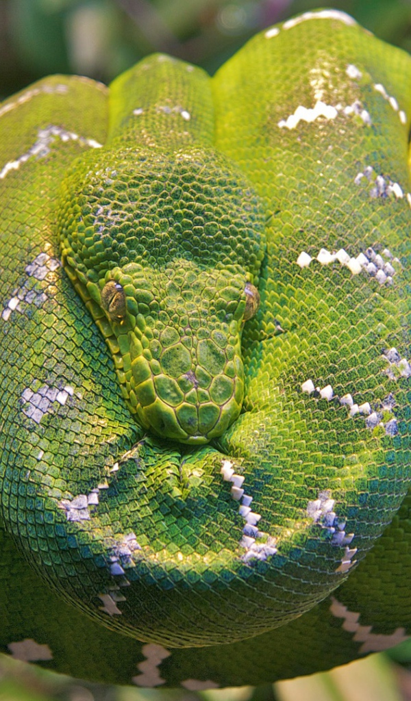 Изумрудная древесная змея