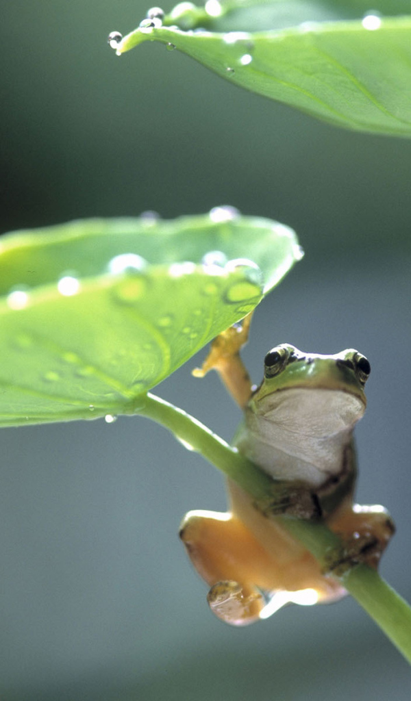 Лягушка под листком