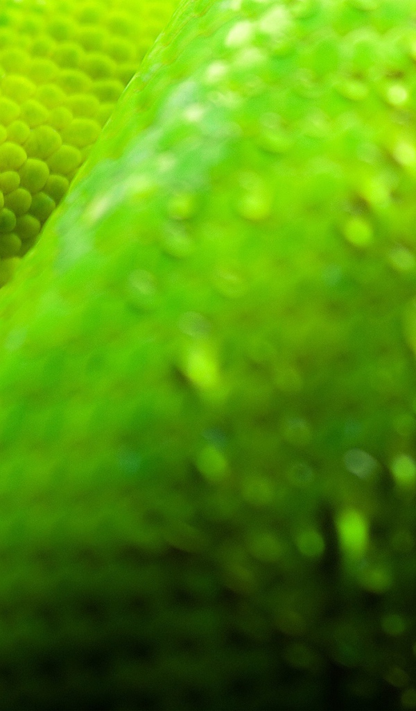 Глаза зеленой змеи