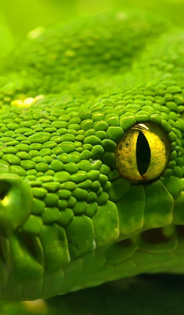 Зеленая анаконда
