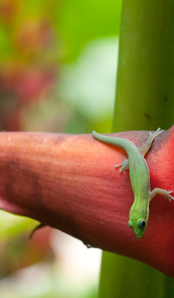 Зеленая ящерица