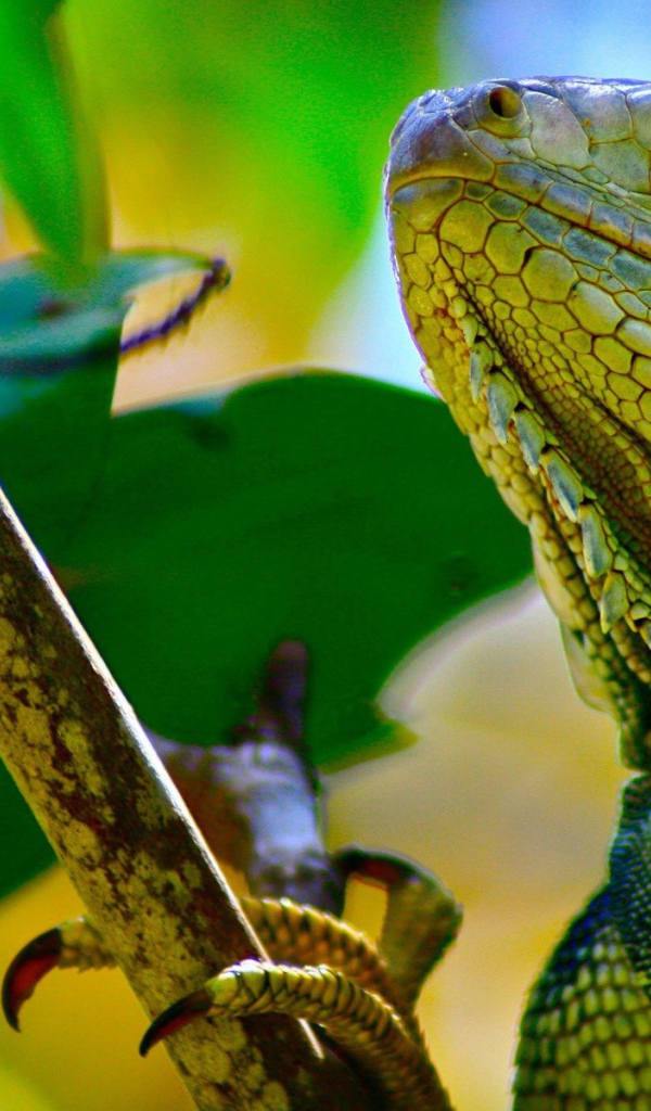 Зеленая ящерица на ветке