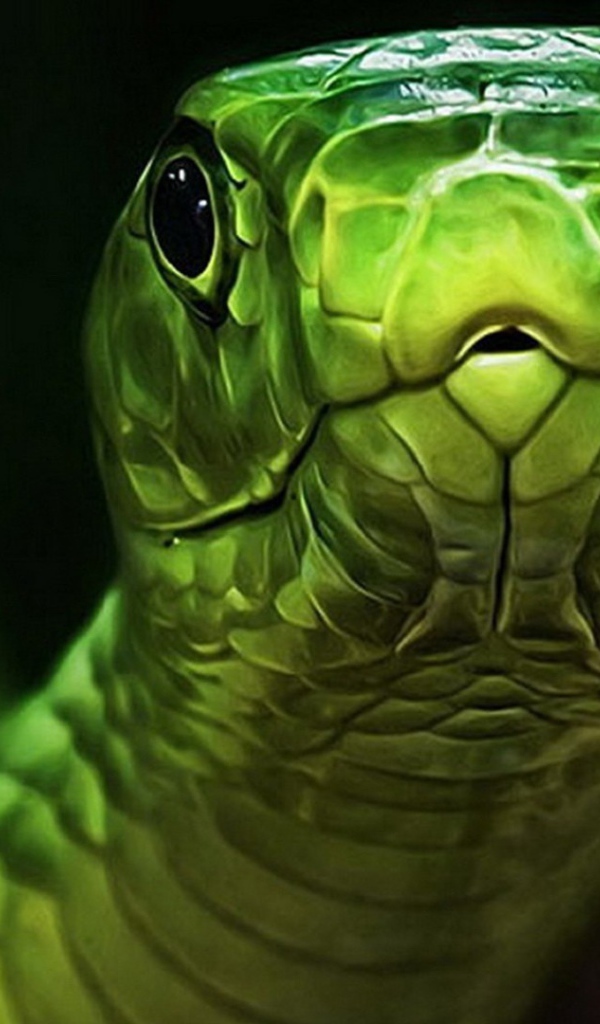 Голова зеленой змеи