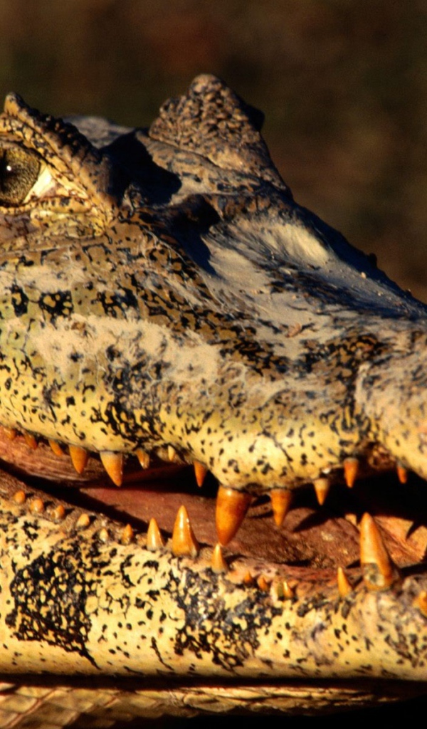 Голова каймана