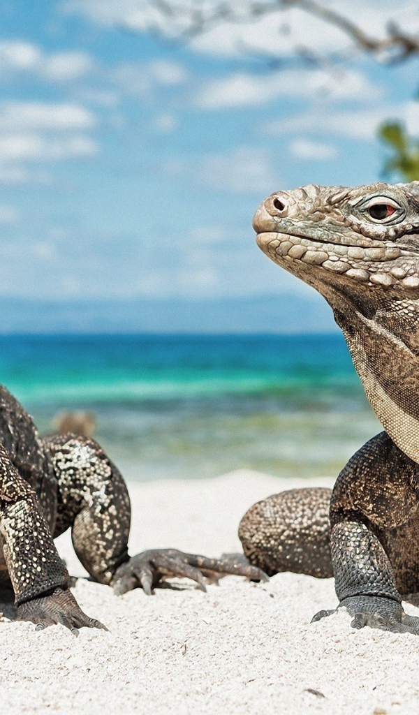 Игуаны на песке