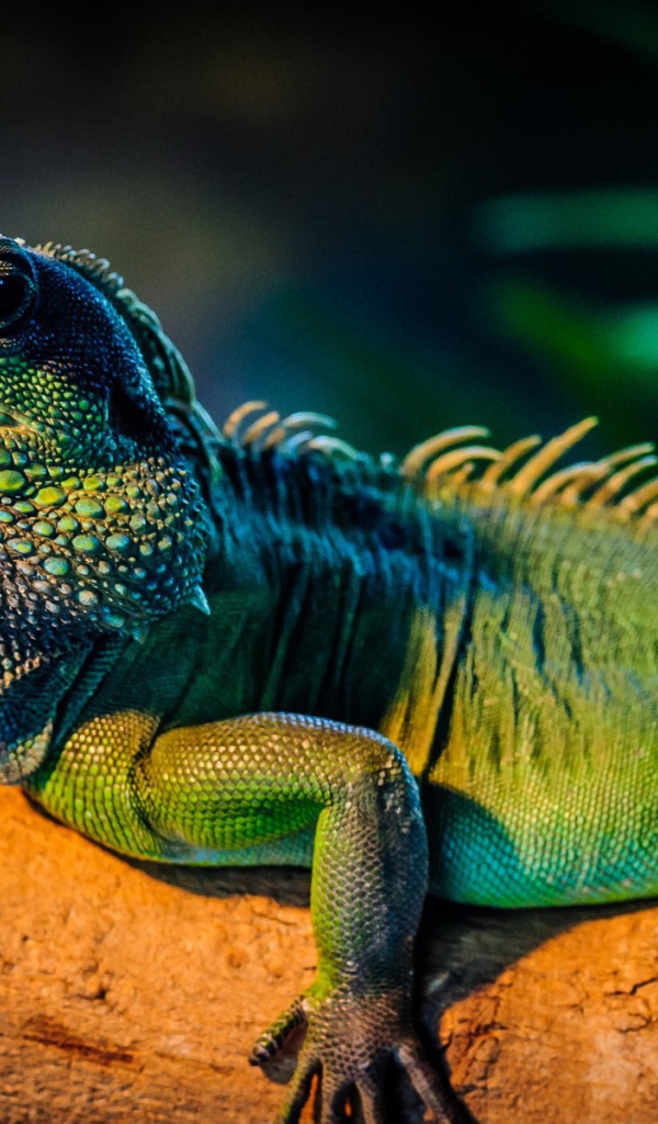 Ящерица Игуана