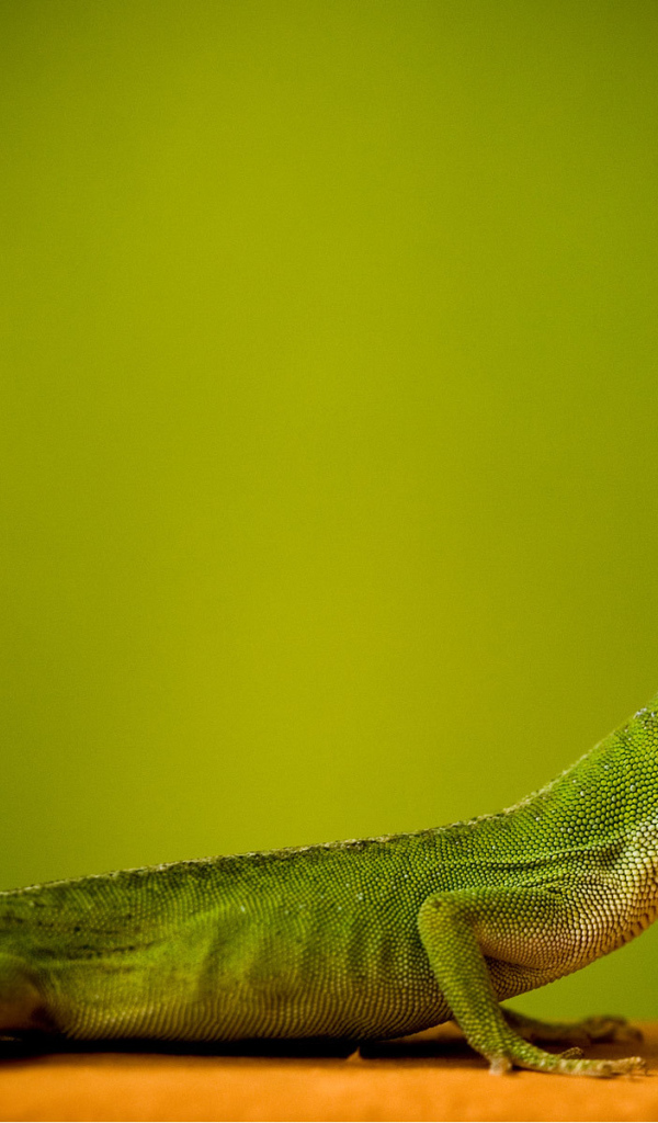 Ящерица на зеленом фоне