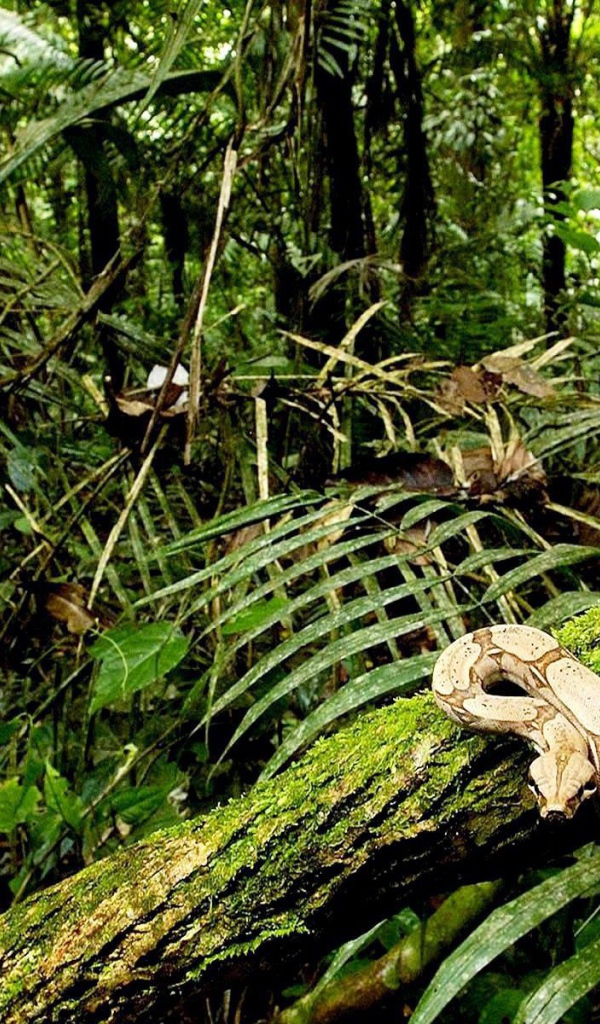 Питон ползет по дереву