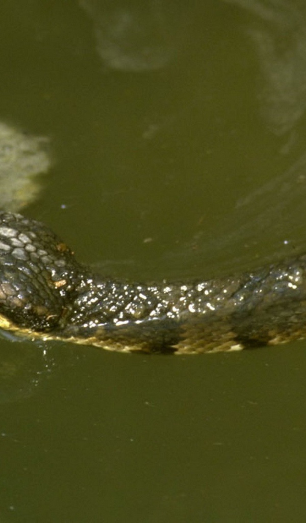 Змея плывет по воде