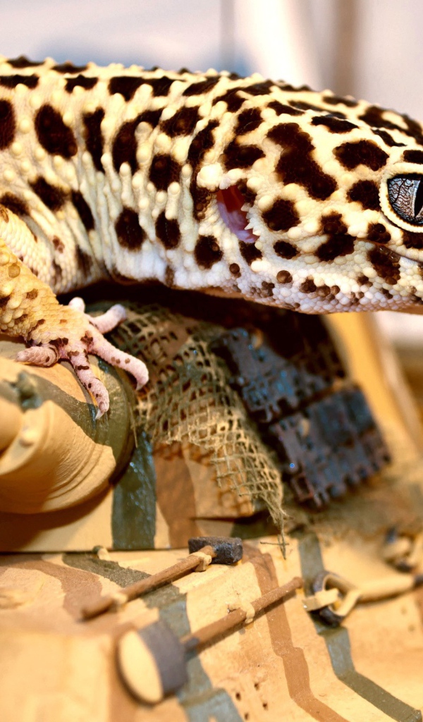 Пятнистая ящерица