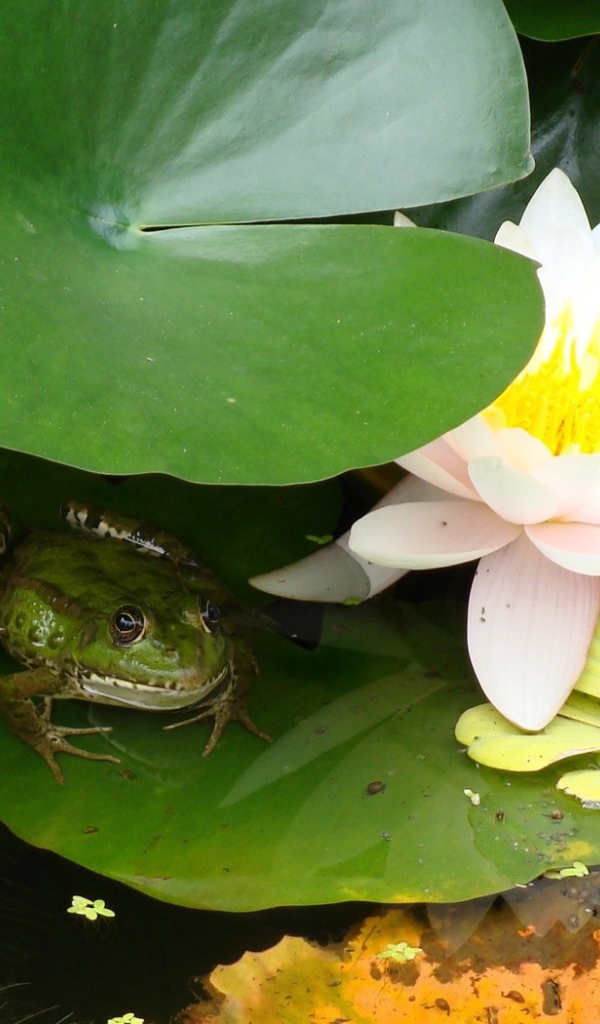 Лягушка сидит у лилии