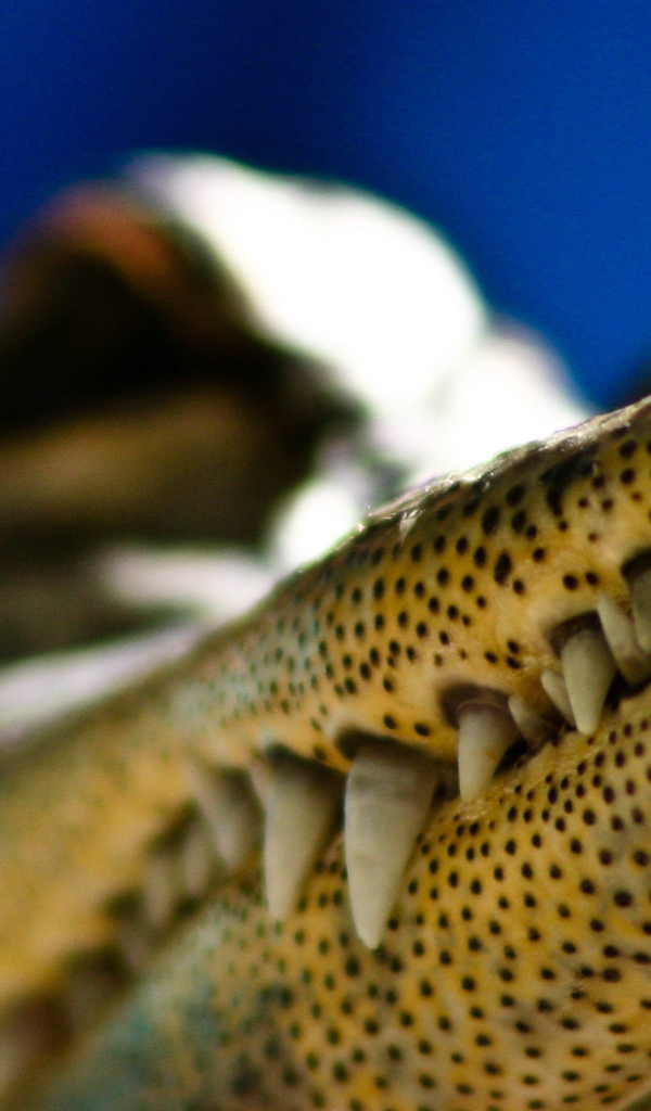 Зубы крокодила