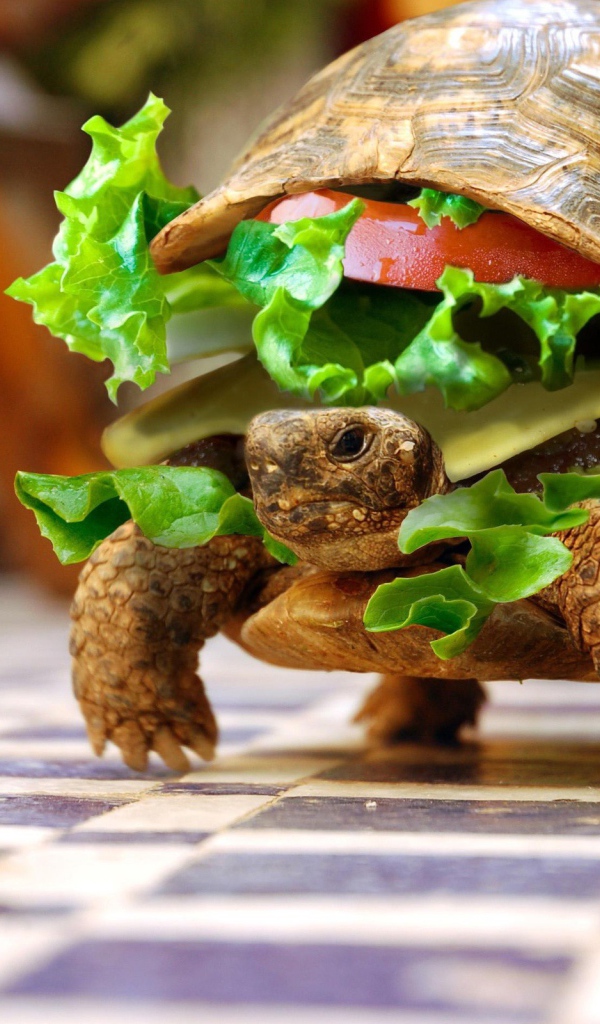 Черепаха чизбургер