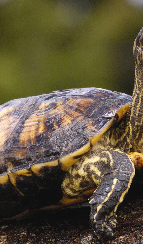 Черепаха с длинной шеей