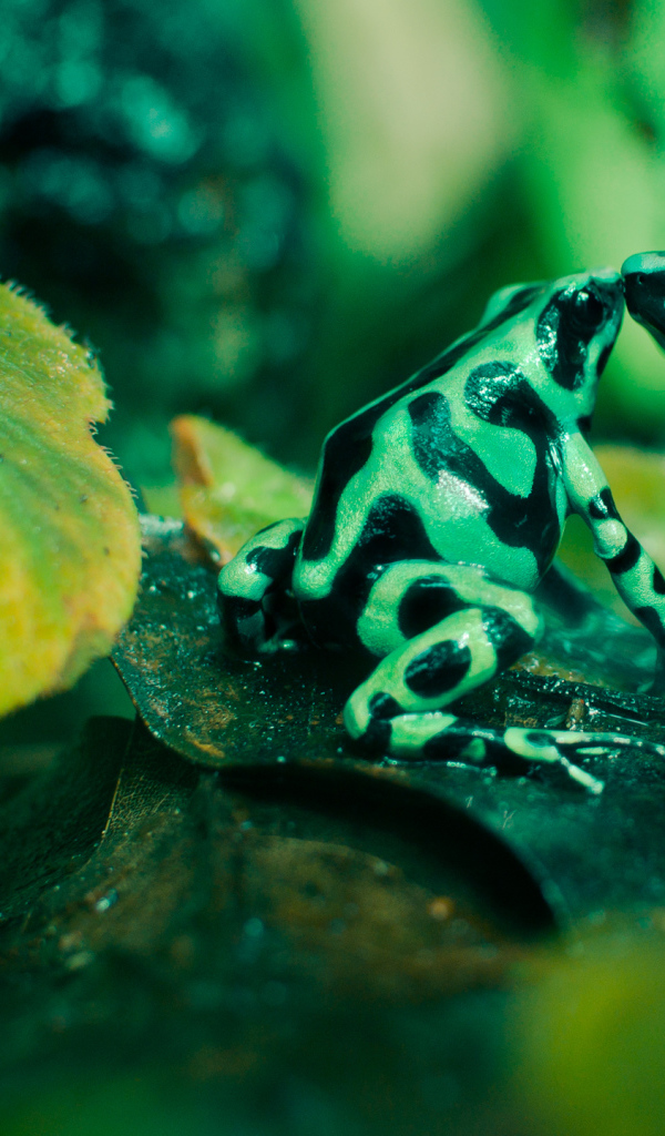 Две пятнистые лягушки