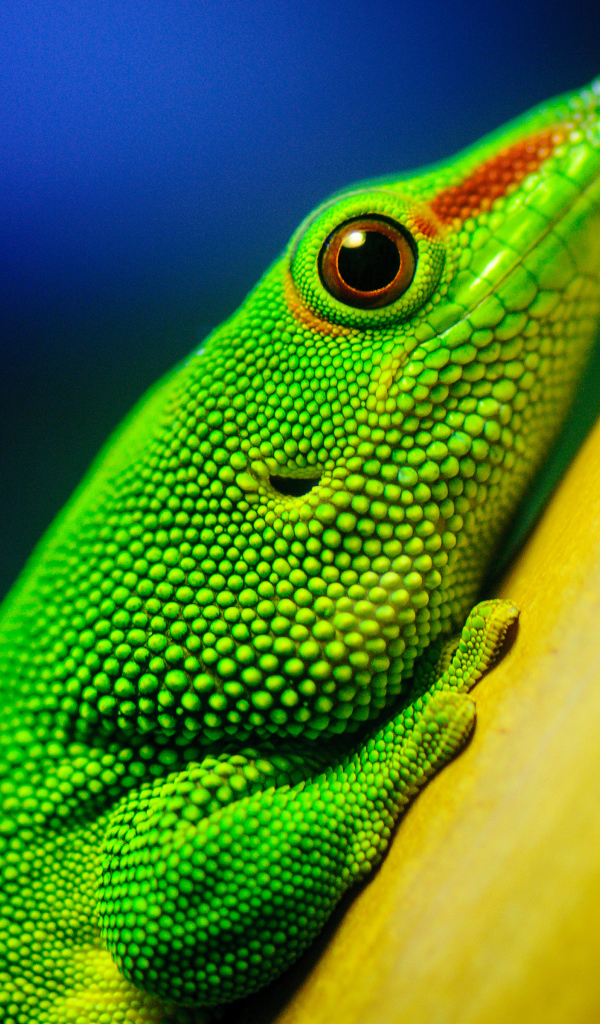 Яркая ящерица