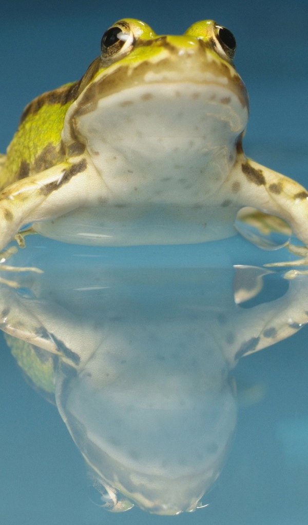 Желтая лягушка в воде