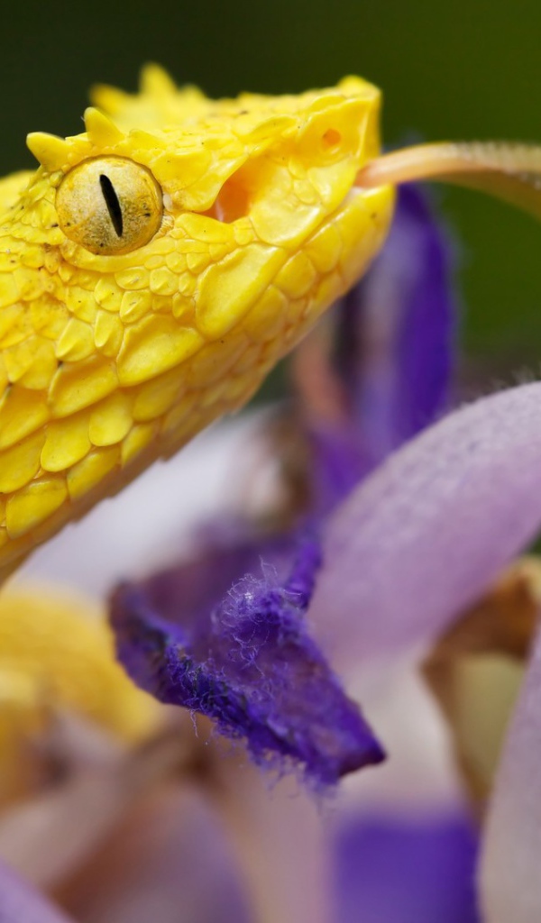 Желтая змея