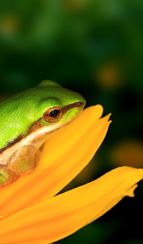 Лягушка на желтом цветке