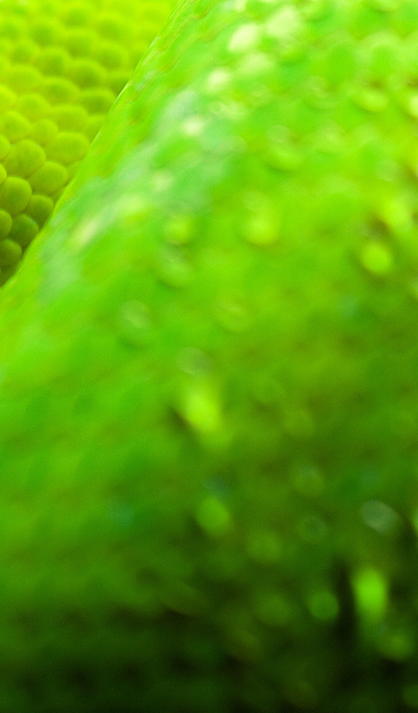 Закрытый глаз питона