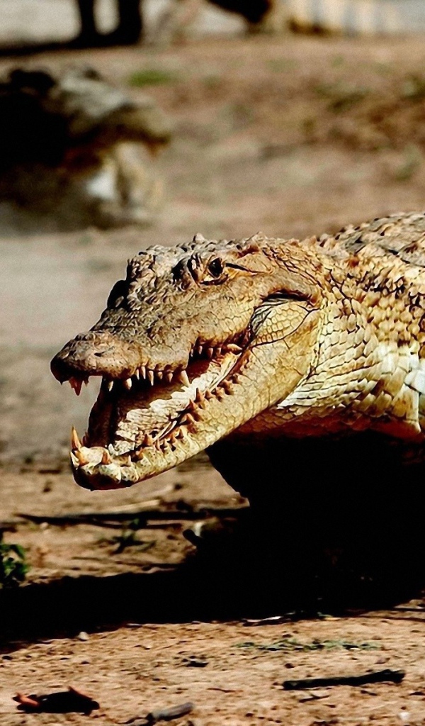 Крокодил бежит по земле