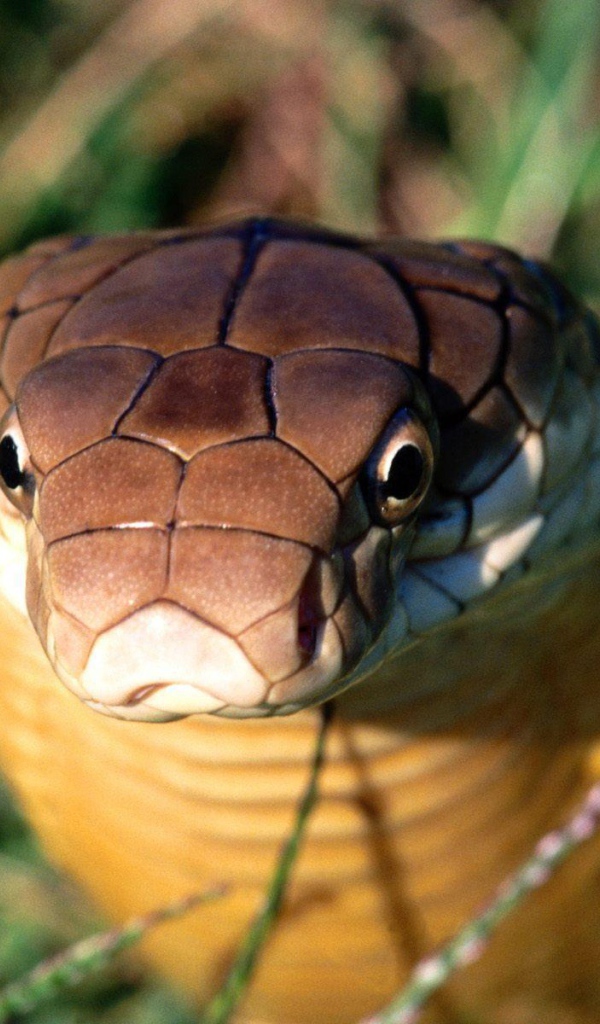 Взгляд кобры