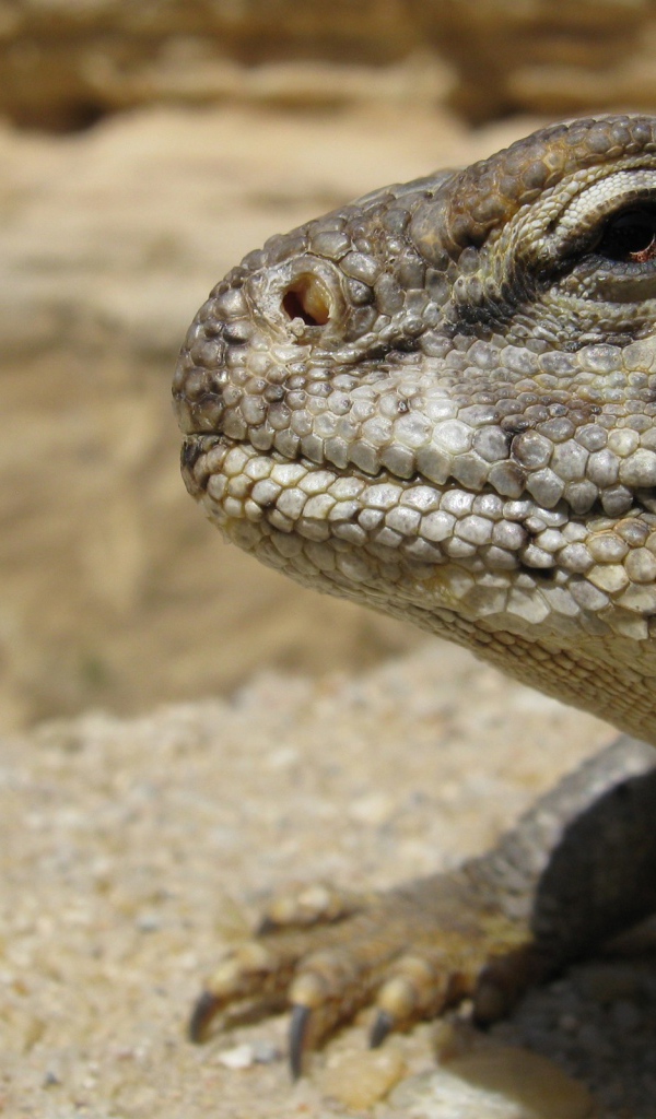 Взгляд ящерицы