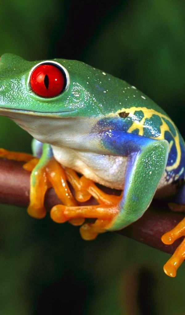 Разноцветная лягушка