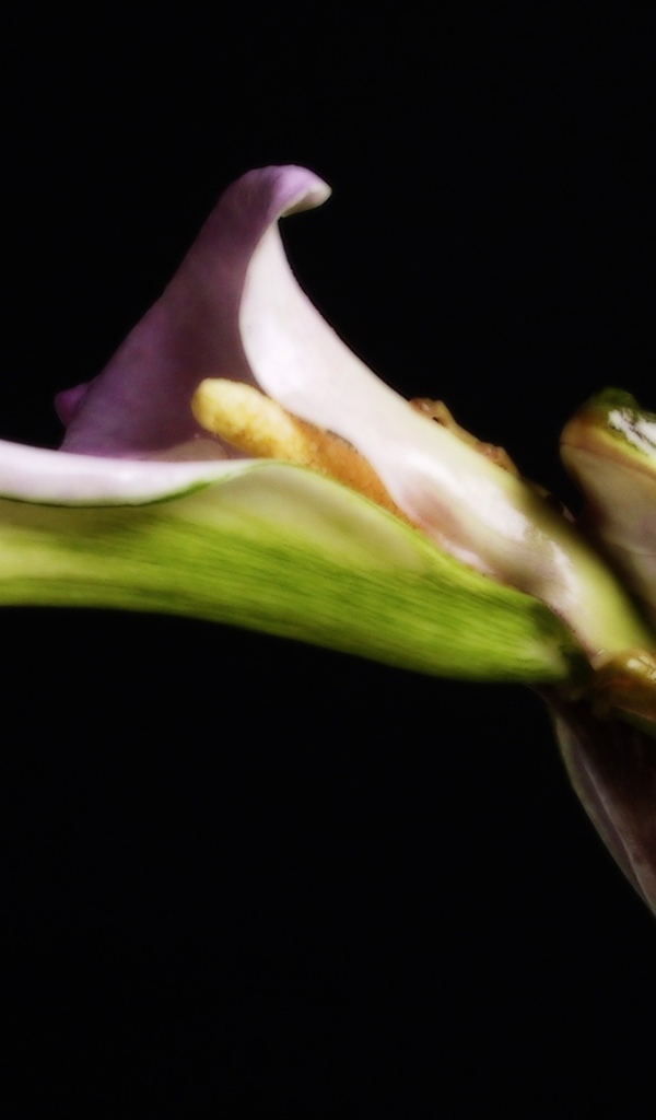 Лягушка на цветке