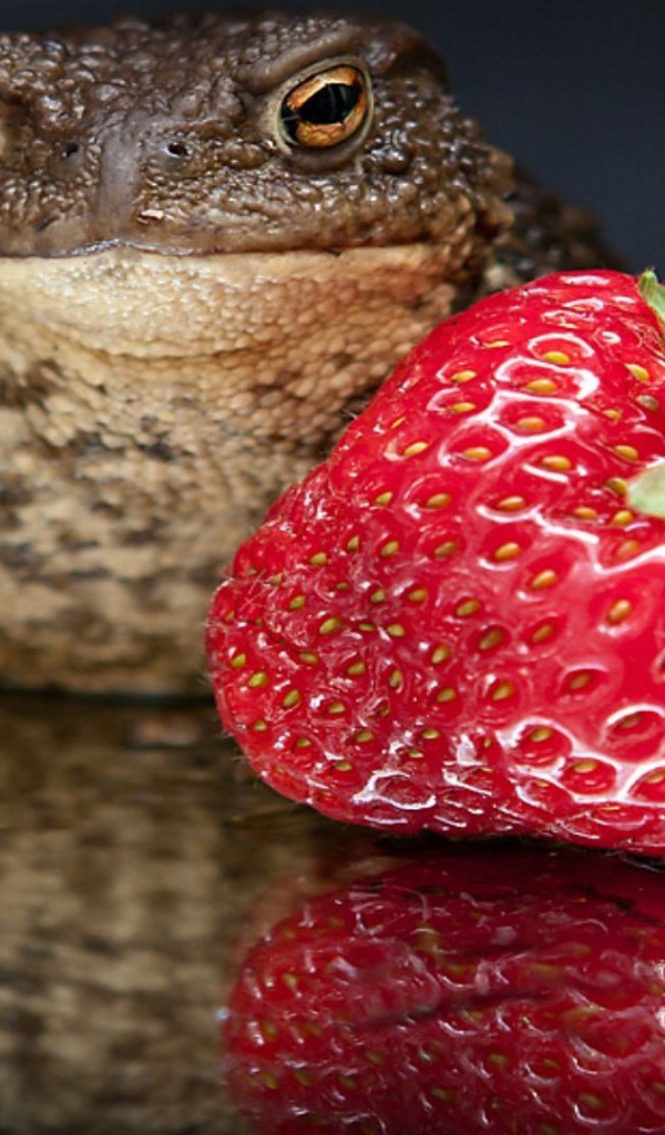 Лягушка с клубникой