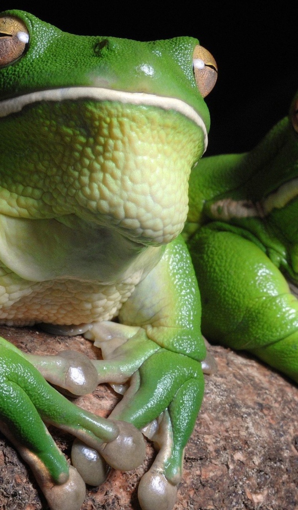 Зеленые лягушки