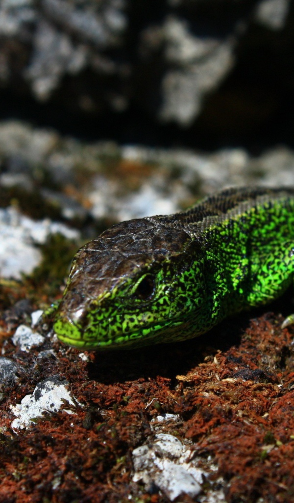 Зеленая ящерица