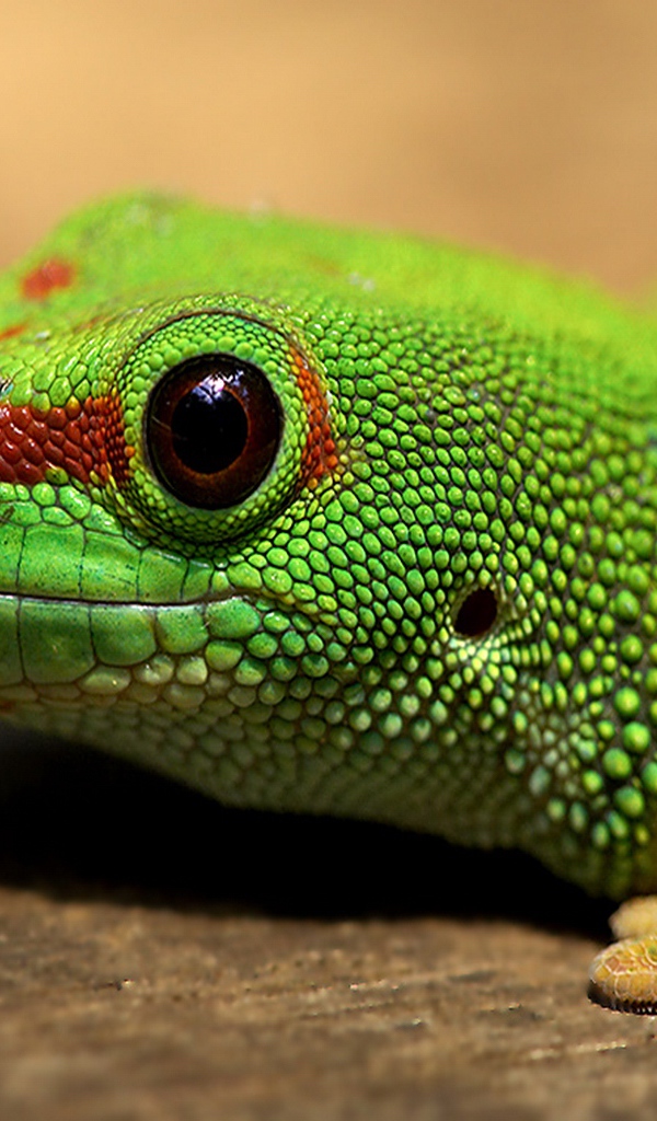 Голова зеленой ящерицы