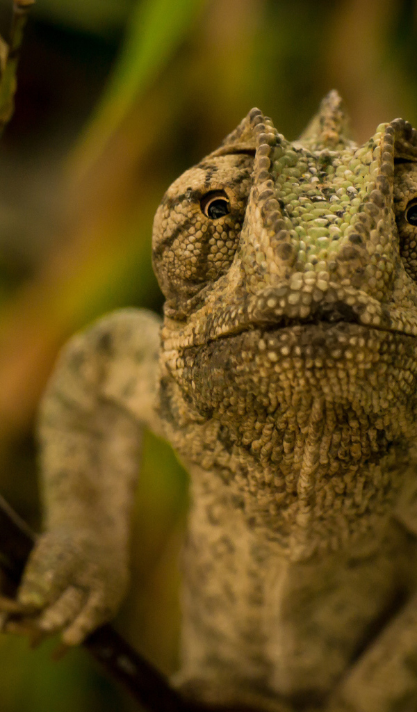 Ящерица хамелеон