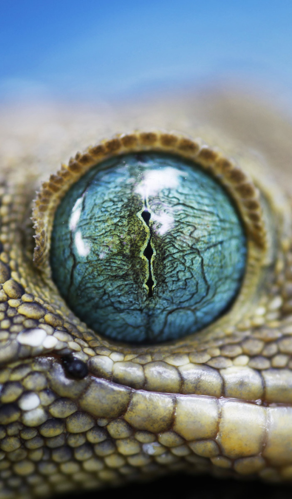Глаз ящерицы